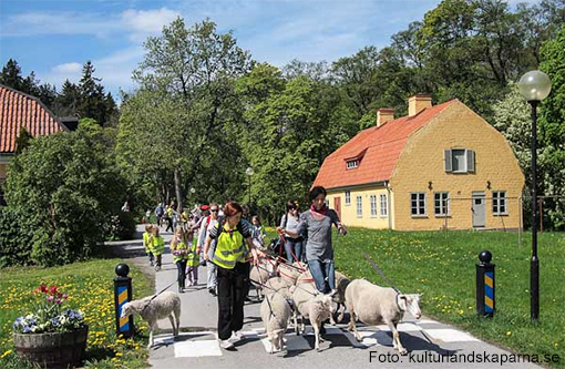 Stora fårvandringen - följ fåren till sommarbete