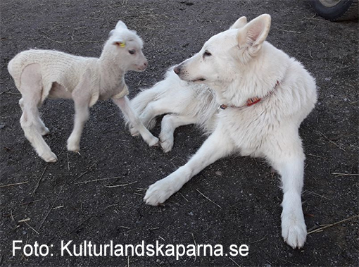 Välkomna till fårhagen - Lammdagar på Överjärva gård