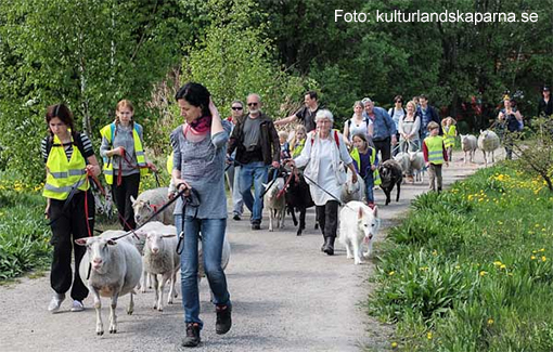 Kom med på lilla fårvandringen